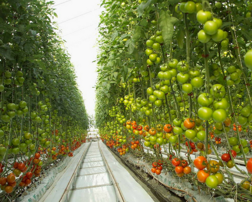 What are Organics?